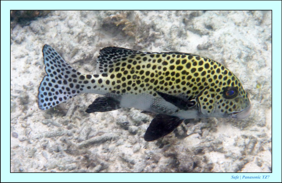 2009   07   Matakin 46